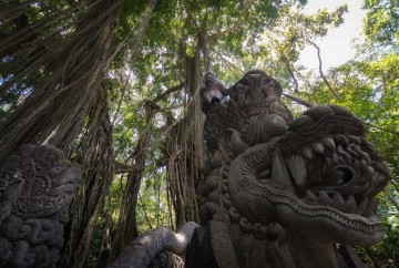 que hacer en bali en 10 días mejores excursiones y tours en bali Monos en Monkey Forest en el bosque sagrado de los monos de Ubud
