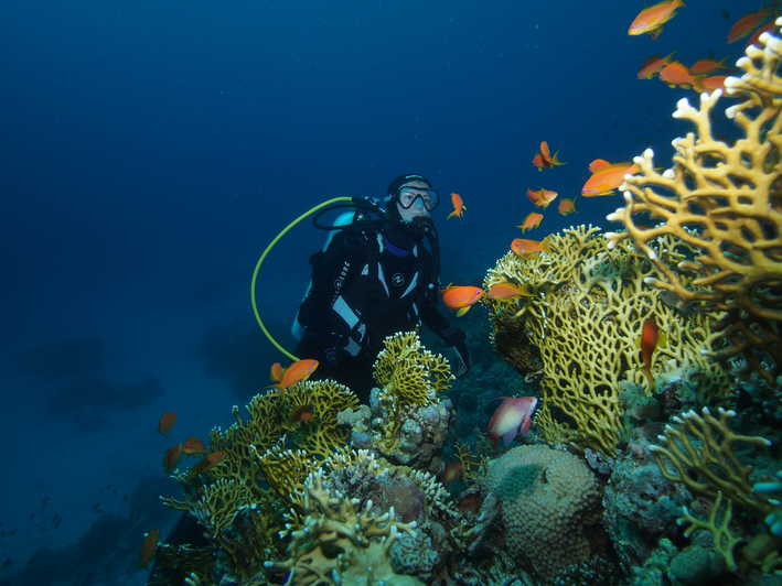 Scuba diving, what to do in tenerife south