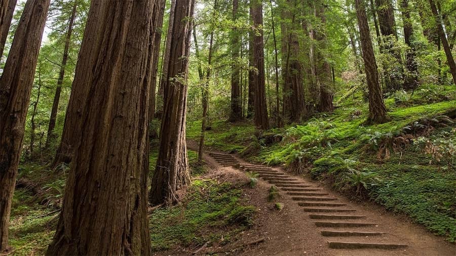 Monumento Nacional Muir Woods, un lugar donde ir en San Francisco