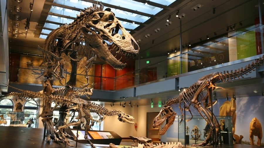 Museo de Historia Natural del Condado de Los Angeles, algo que visitar en LA