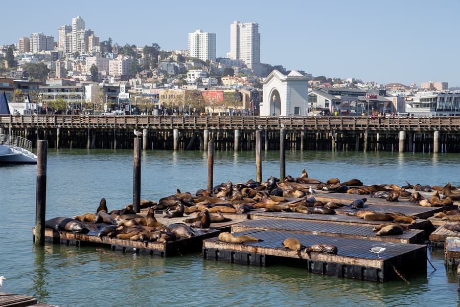 Pier 39, a place to visit in San Francisco to see sea lions