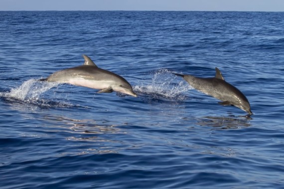 3 Best Lanzarote Dolphin Watching Tours of 2024 w/ Prices