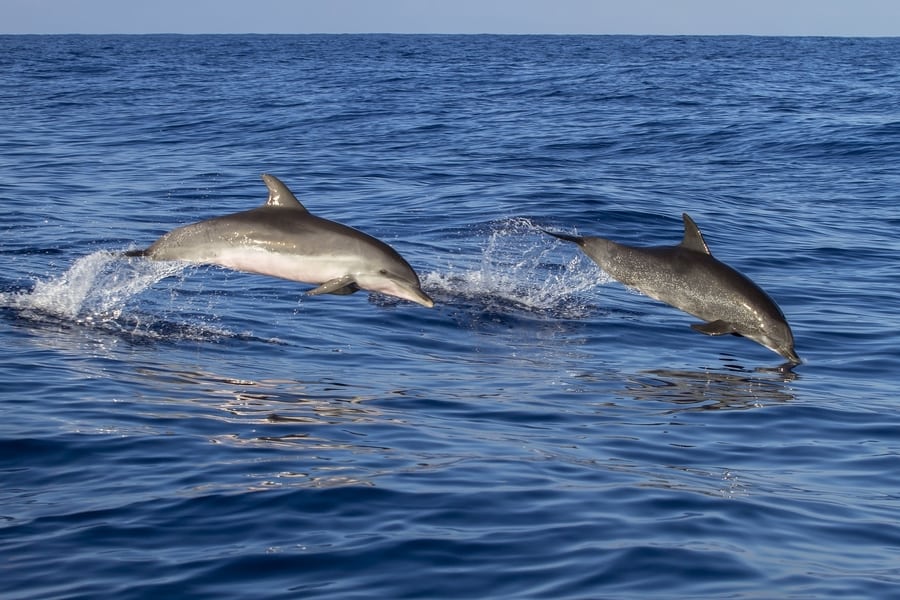 Pod of dolphins, dolphin boat trip puerto rico gran canaria