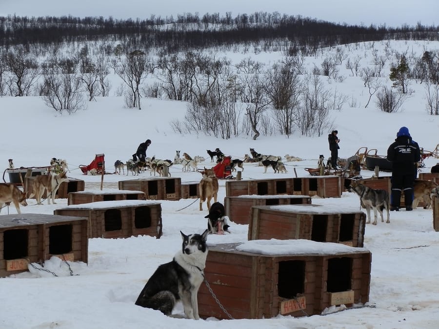 Dog sledding, one of the most exhilarating and exciting Tromsø activities