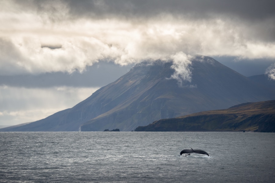 Cuándo ver ballenas en Islandia