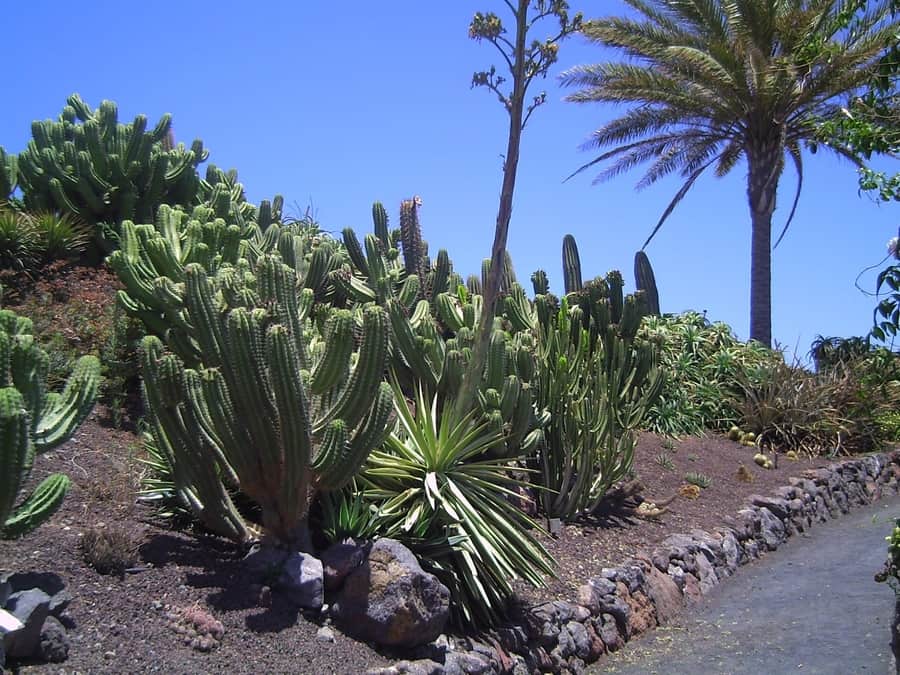 The Botanical Garden of Fuerteventura, something to do with children in the Canary Islands
