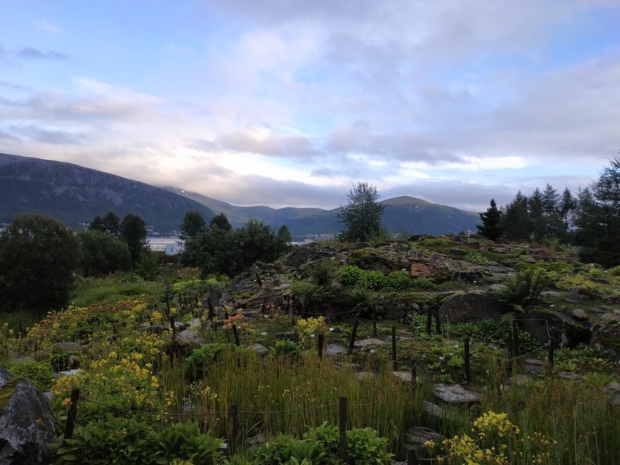 Visiting the Arctic-Alpine Botanic Garden, a perfect Tromsø summer activity if you want to do something free