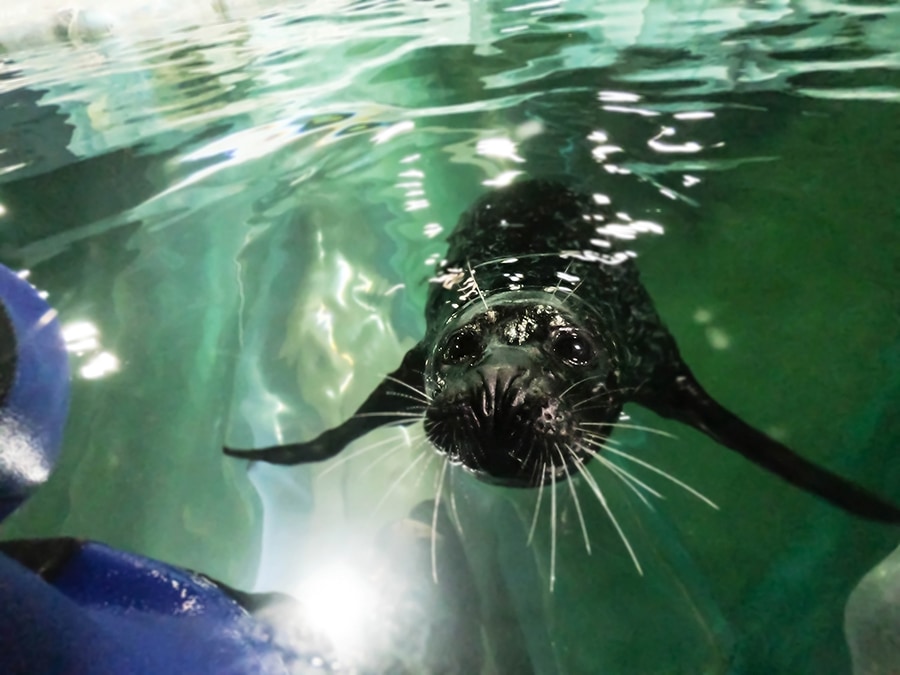 Polaria, where to go in Tromso if you want to see seals and other marine life