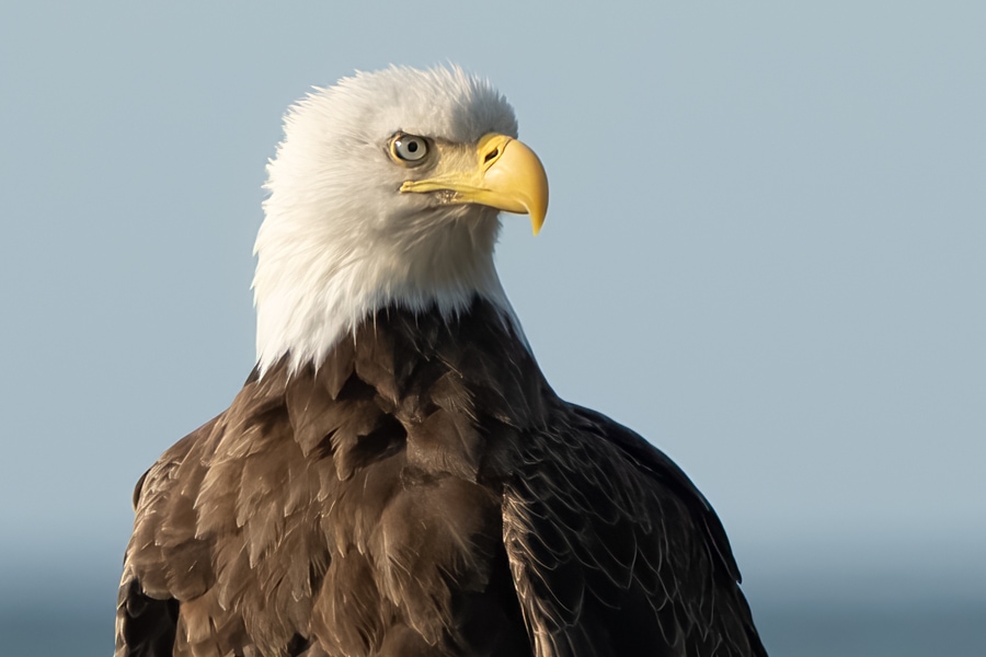 Topaz Sharpen AI for wildlife photography