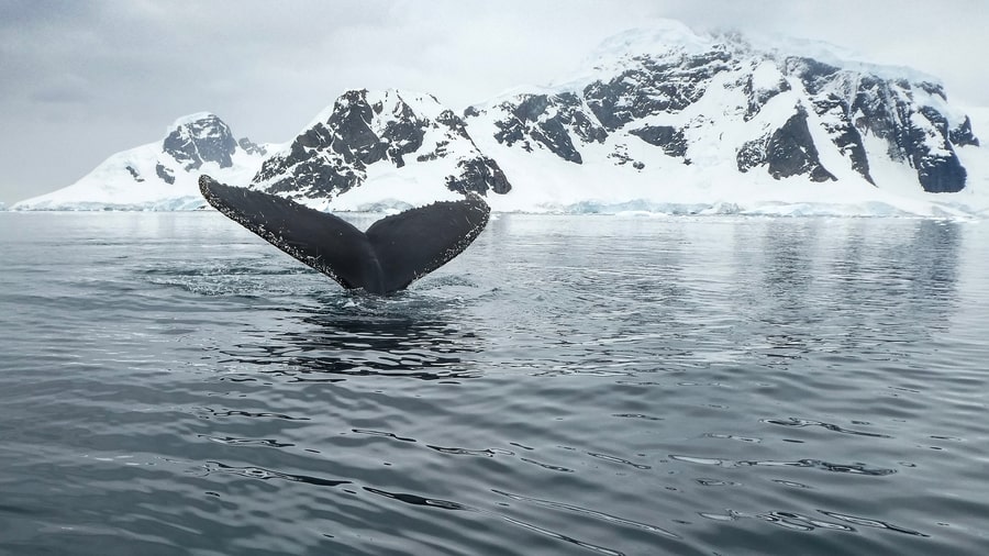 Avistamiento de ballenas por los fiordos de Tromso, algo que ver en Noruega