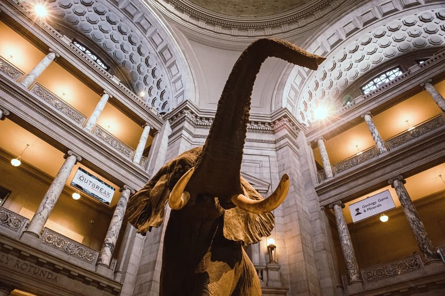 Museo Nacional de Historia Natural, sitios que visitar en Washington D.C.