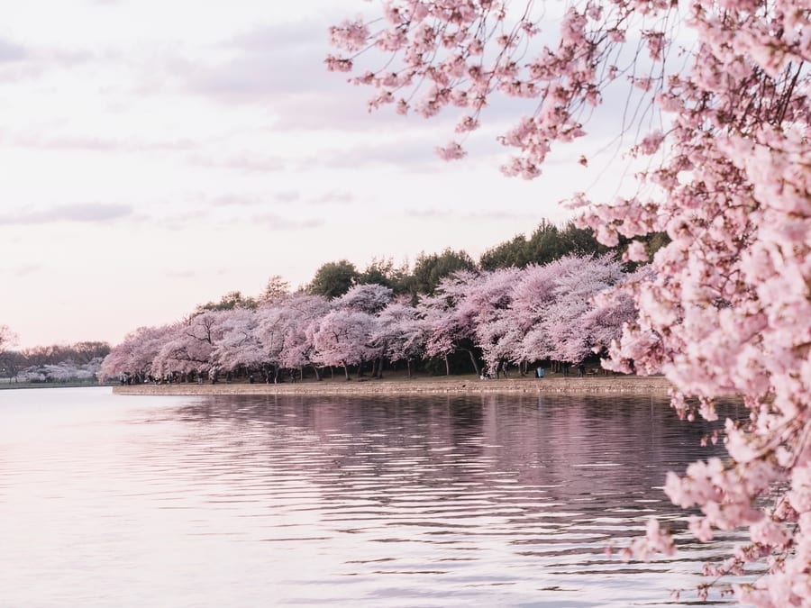 Tidal Basin, things to do in D.C.