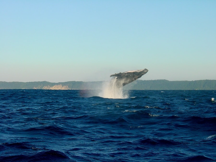 Ver ballenas en Reikiavik, Islandia