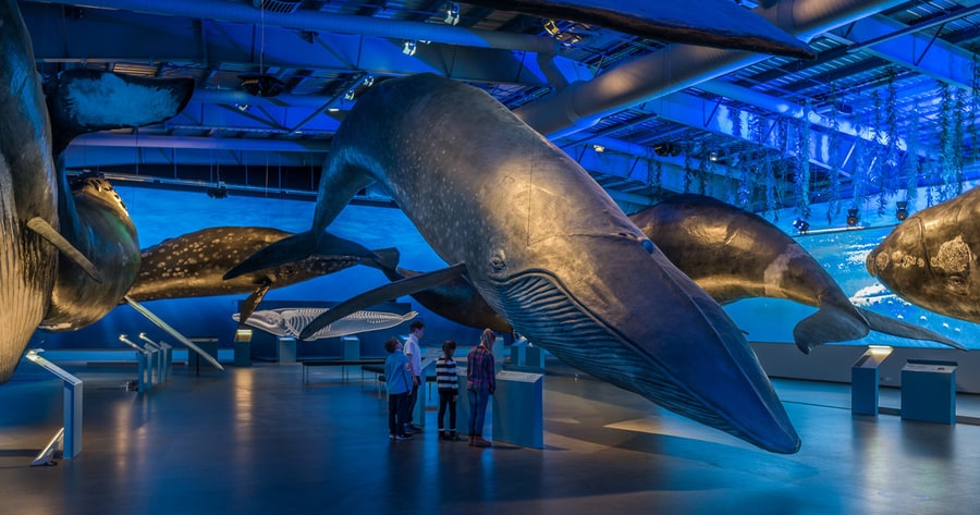 Whales of Iceland, the best place to visit in Reykjavík for kids