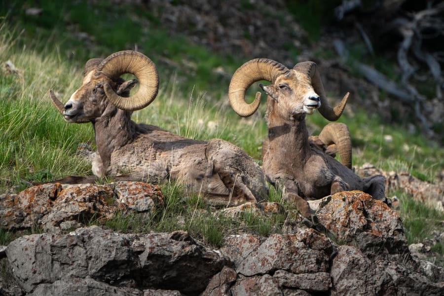 bighorn sheep in yellowstone
