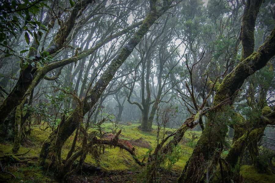 Most beautiful canary island for its laurel forests