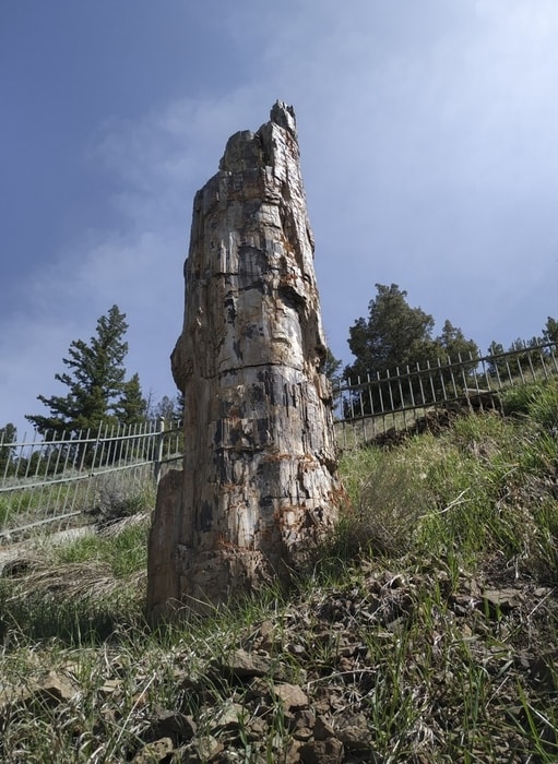 Petrified Tree, algo que ver en el Parque Nacional de Yellowstone, EE.UU.