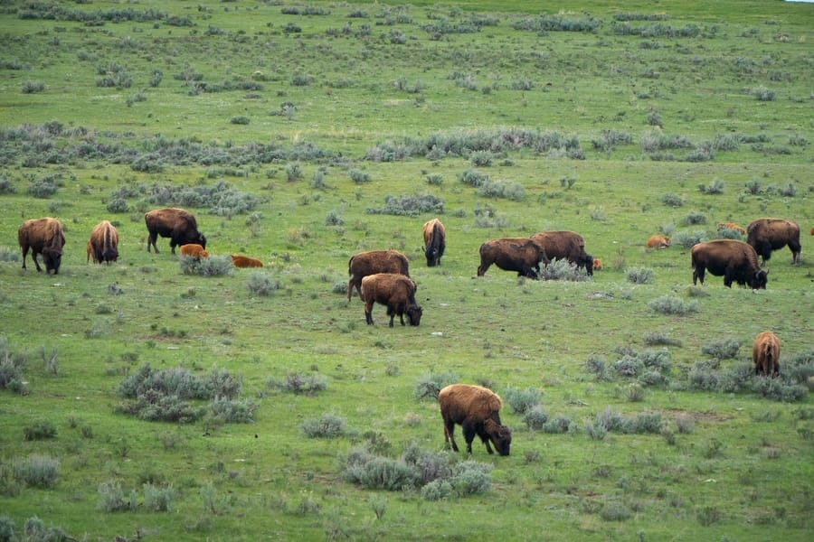 Hayden Valley, dónde ver fauna salvaje en Yellowstone