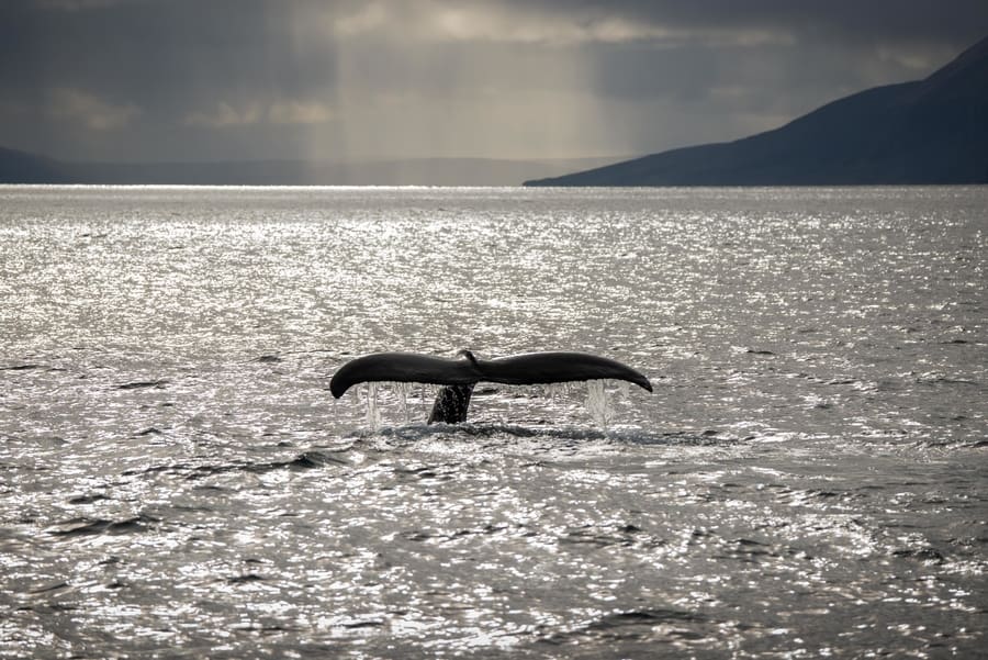 Summer Iceland photo workshop whale watching