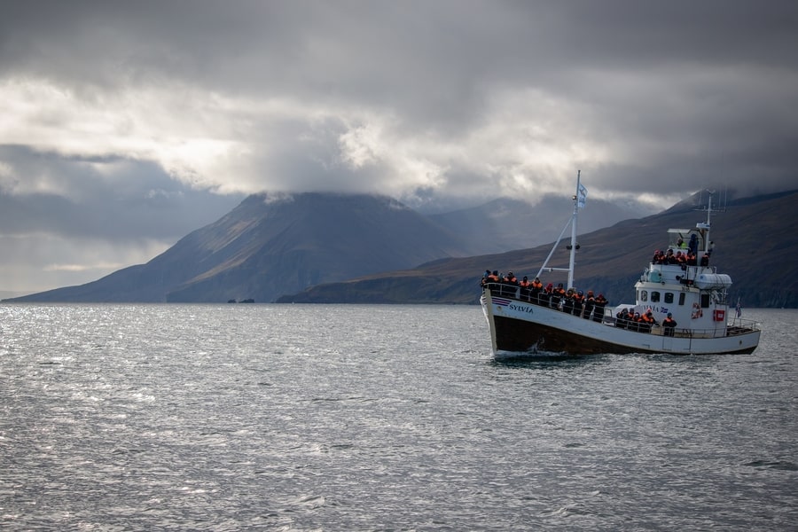 Fotografiar ballenas en Islandia en verano