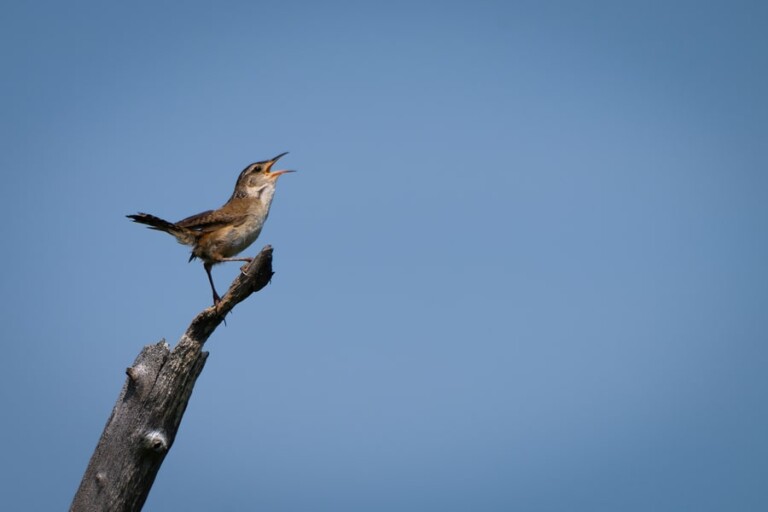 Camera Metering Modes Explained How to Use Metering Modes