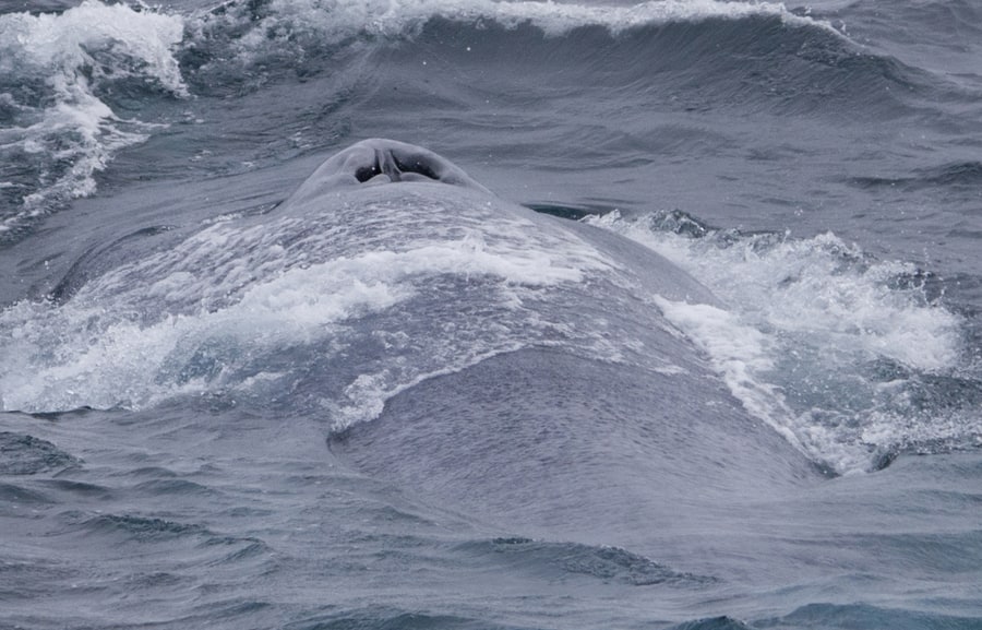 ballena azul desde reykjavik