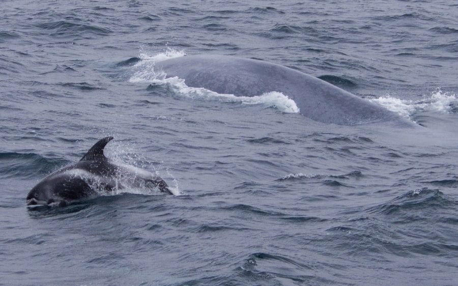 Dolphin watching in Iceland