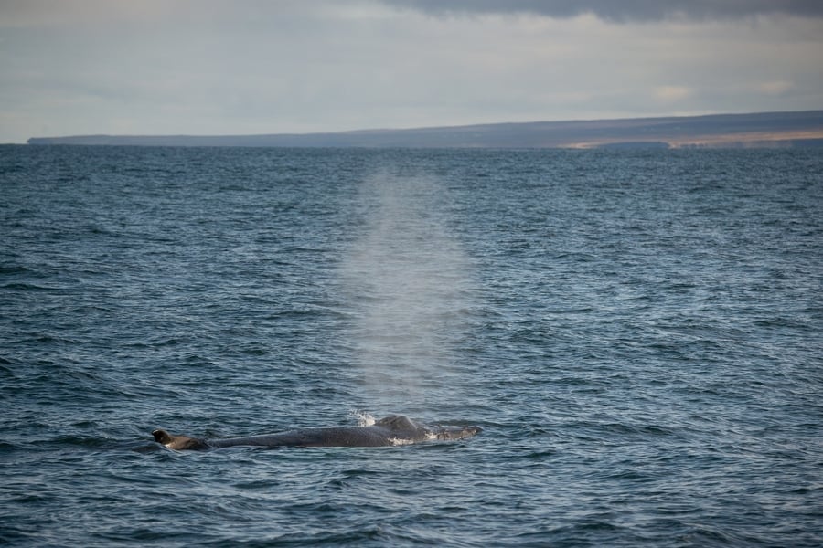 How long are whale watching tours in Húsavík