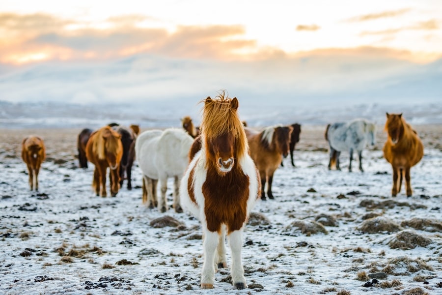 Excursión a caballo en Islandia desde Reikiavik