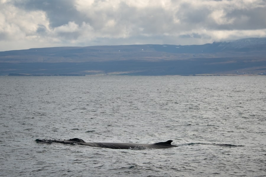 Types of whales in Iceland