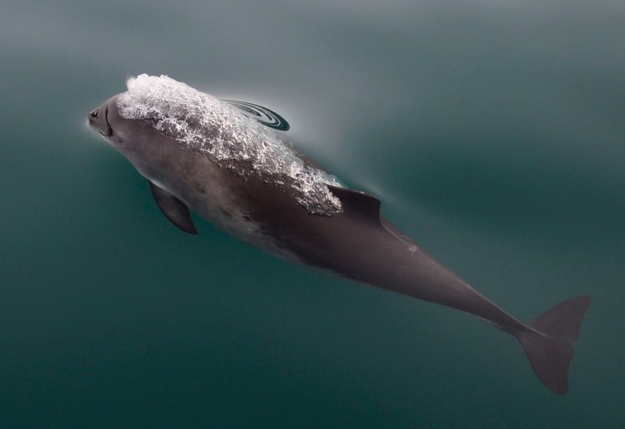 Especies de cetáceos en Islandia