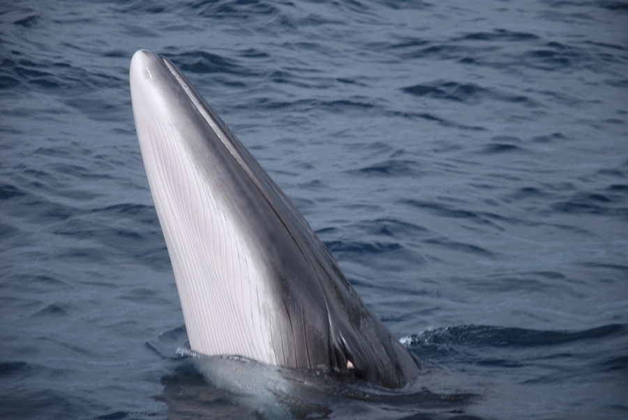 Avistamiento de ballenas minke en Vancouver