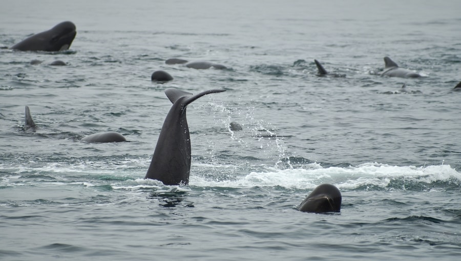 Pilot whales in Norway, which are actually dolphins with rounded heads
