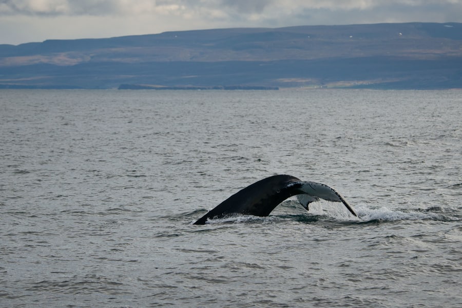 Avistamiento de ballenas en Islandia en verano