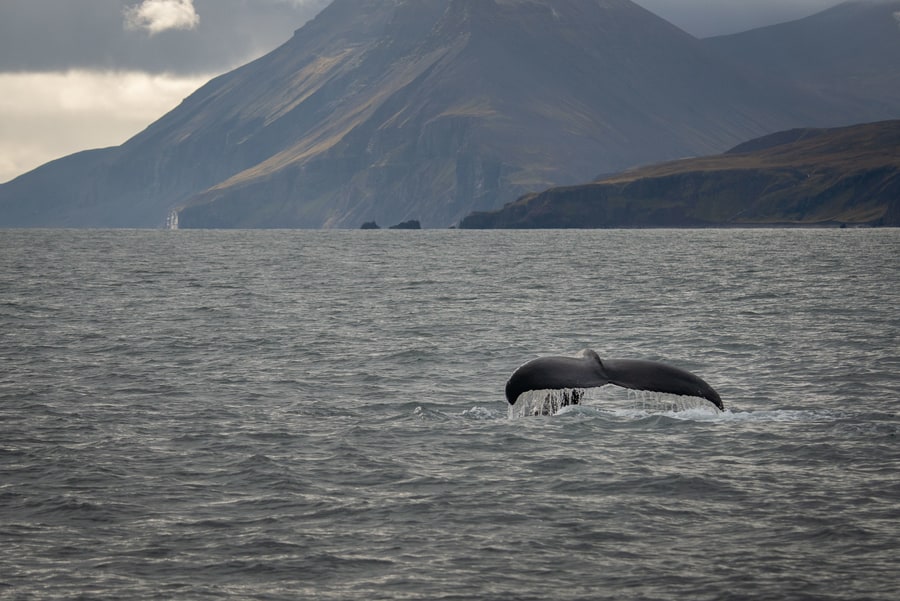 Mejor lugar para ver ballenas en Islandia