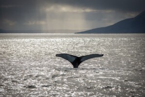 whales in Iceland