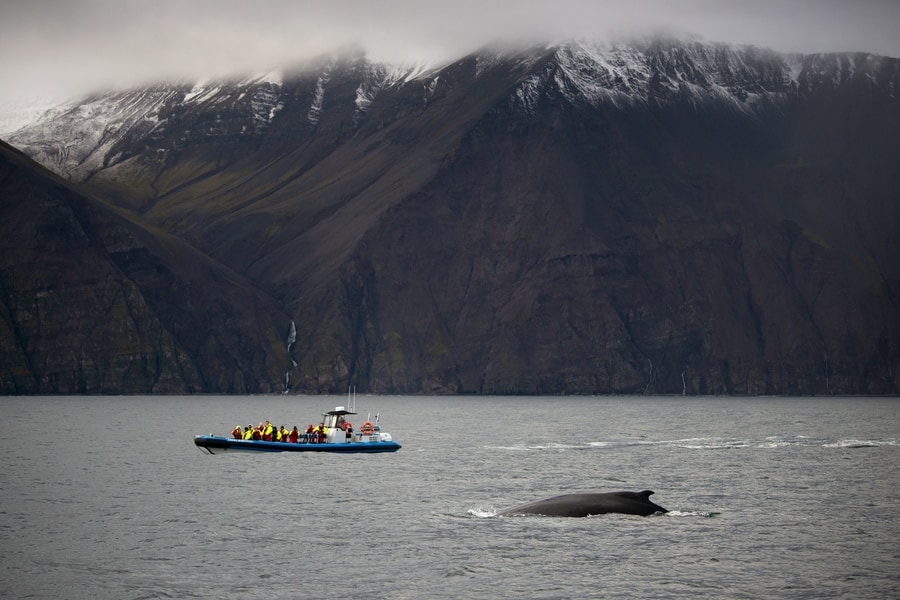 La caza de ballenas en Islandia