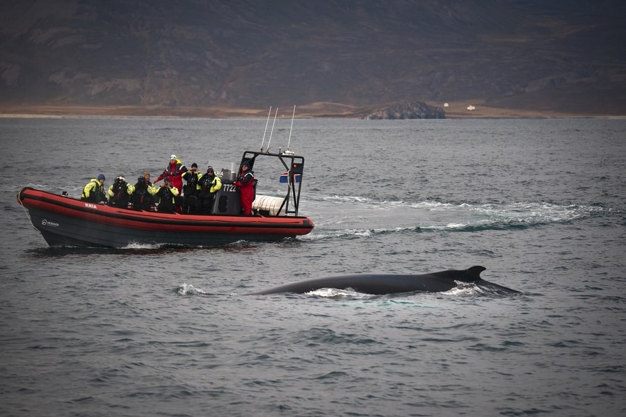 Iceland whale watching winter