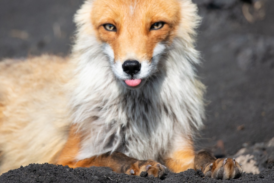 How to fix blurry wildlife pictures
