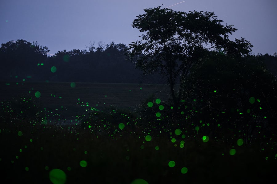 Tips for shooting fireflies