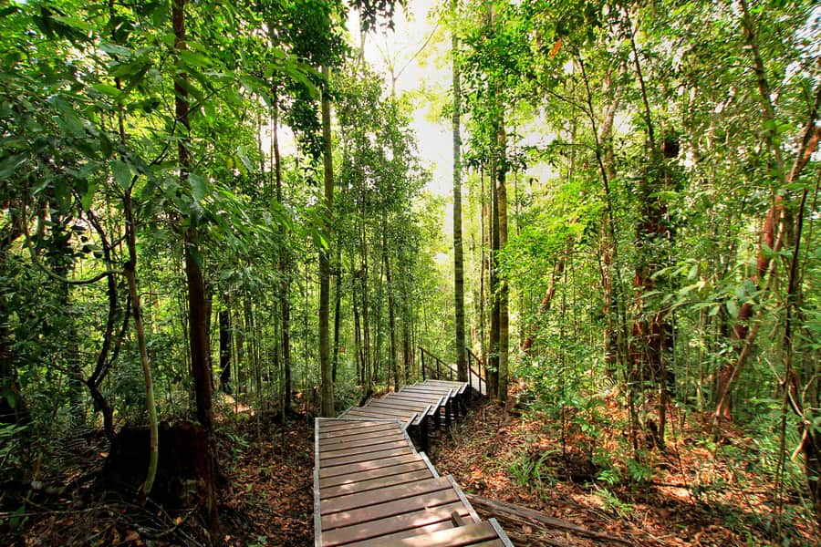 Parque Nacional Taman Negara, Kuala Lumpur, Malasia