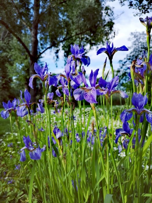Jardines Presby Memorial Iris, cosas para hacer en New Jersey