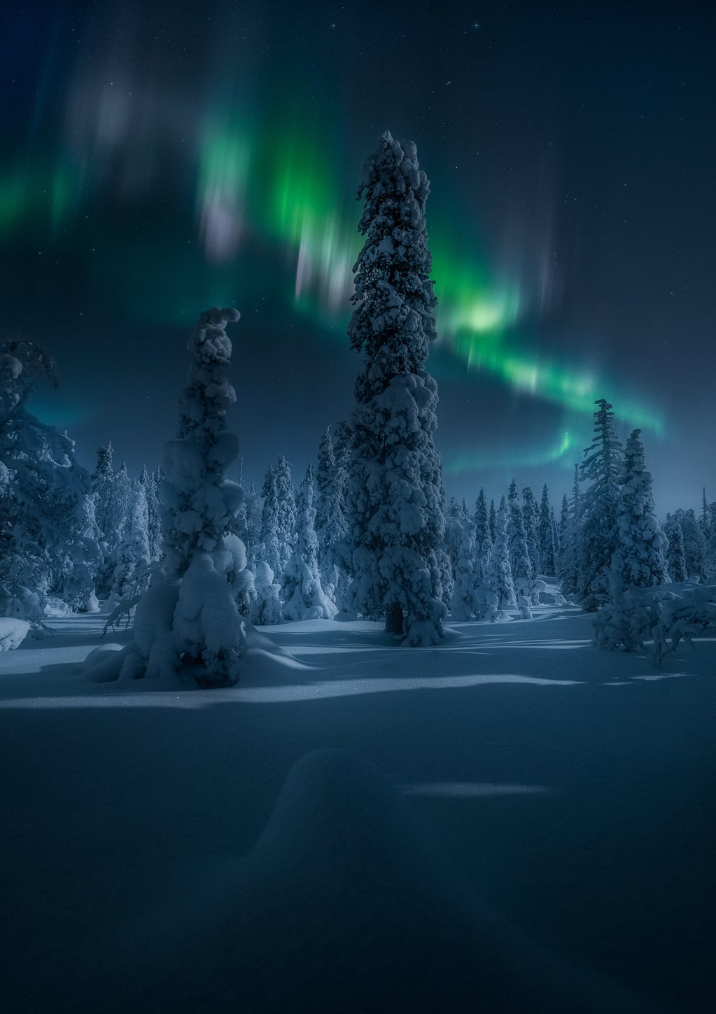 Bosque de Ruka y Aurora Boreal, Finlandia