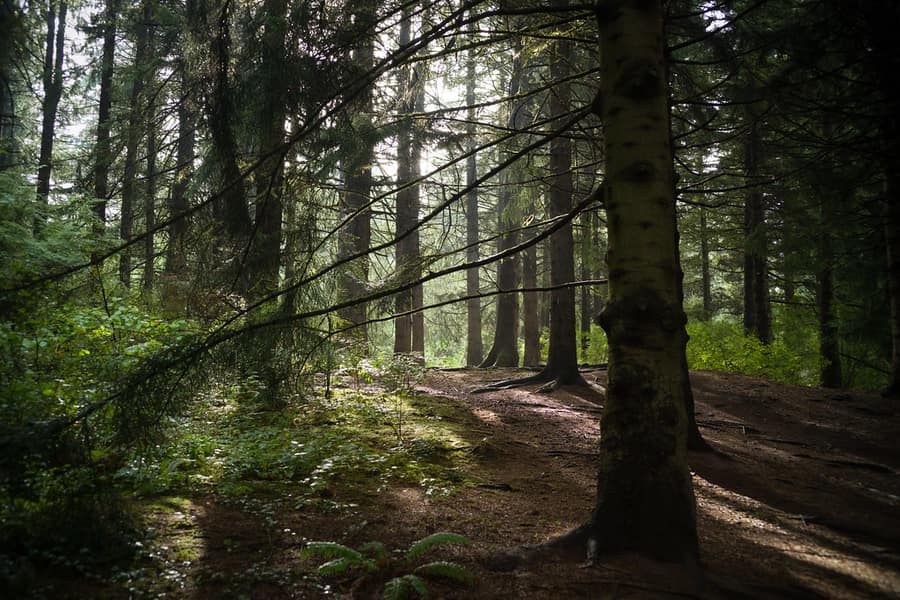 Hoyt Arboretum, things to do in Portland for free