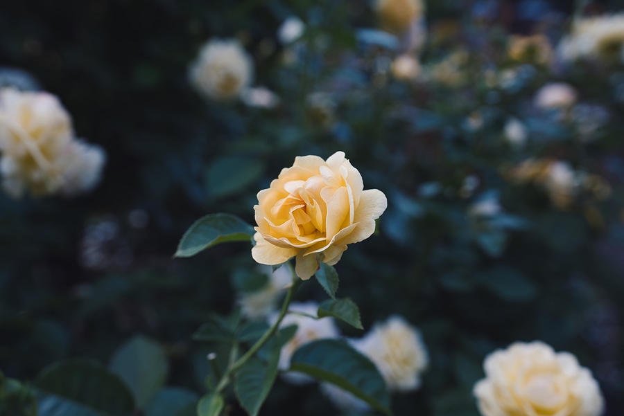International Rose Test Garden, something to do in Portland