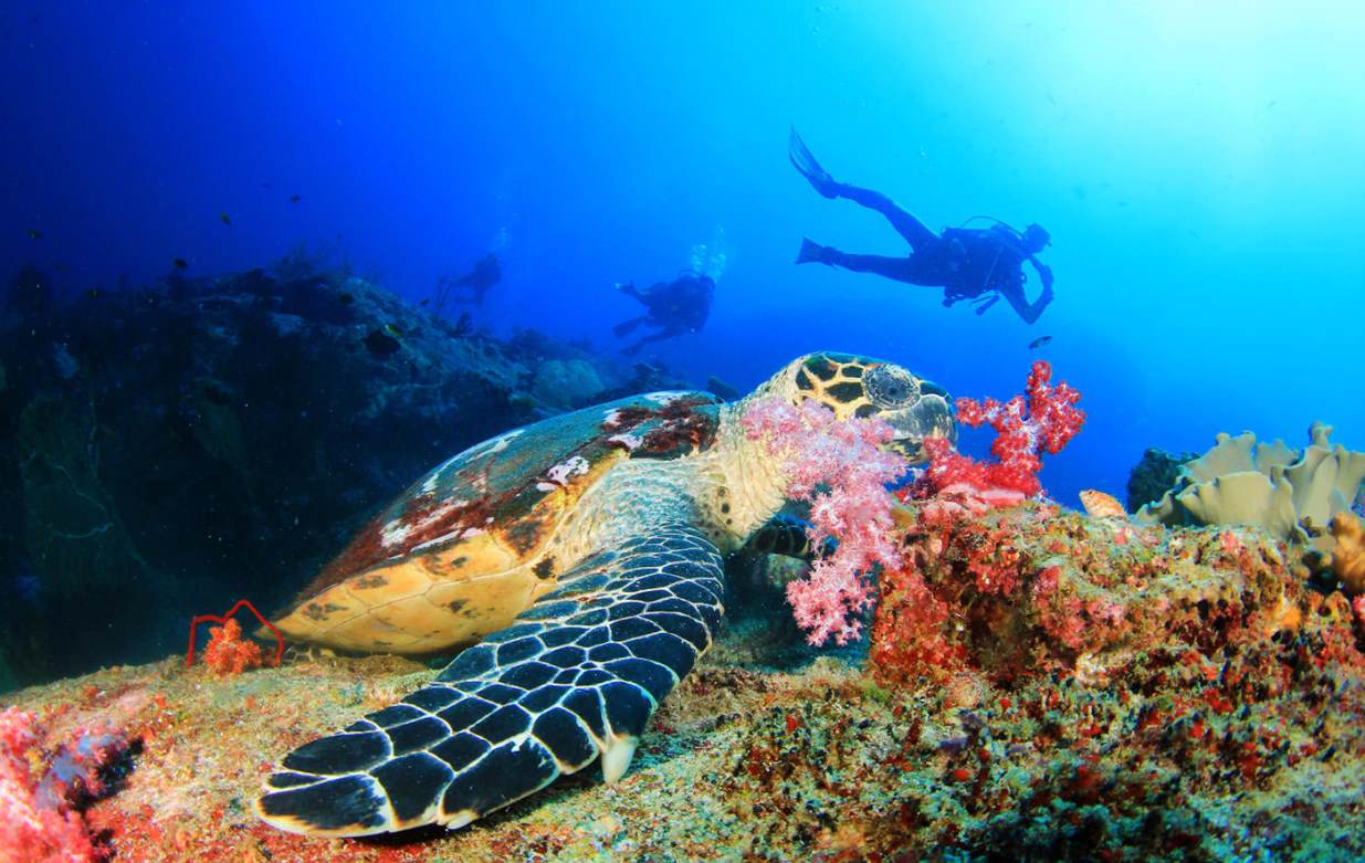turtles and other animals to see in bali diving and snorkeling