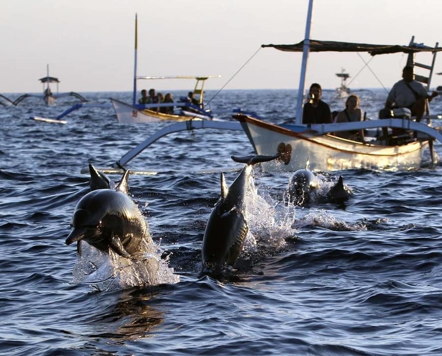 pantai lovina delfines opciones atracciones turisticas en bali