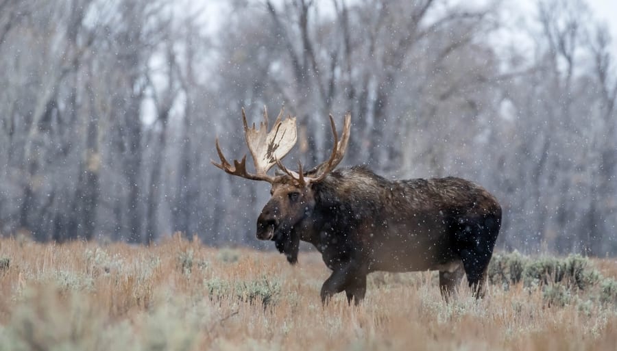 Observación de la fauna, que ver en Grand Teton, Wyoming