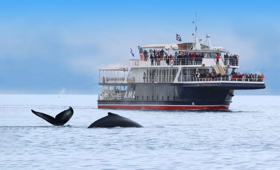 Boat tour, best time to go whale-watching in Quebec