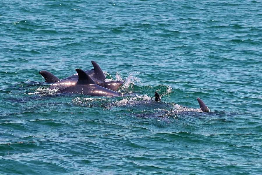 Tour para ver delfines en Cape May con desayuno, Avistar delfines en Cape May